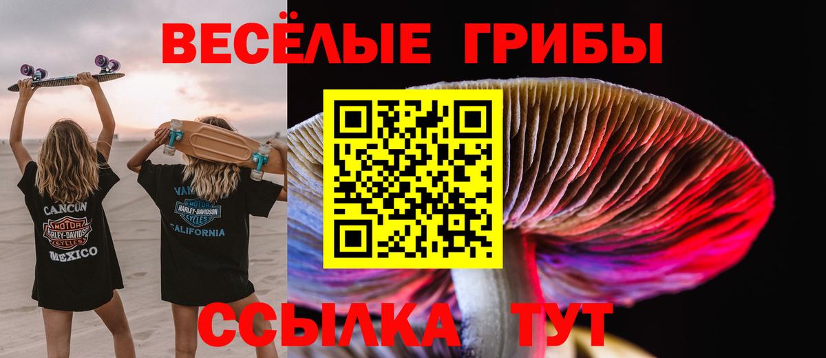 Галлюциногенные грибы Psilocybe Новошахтинск